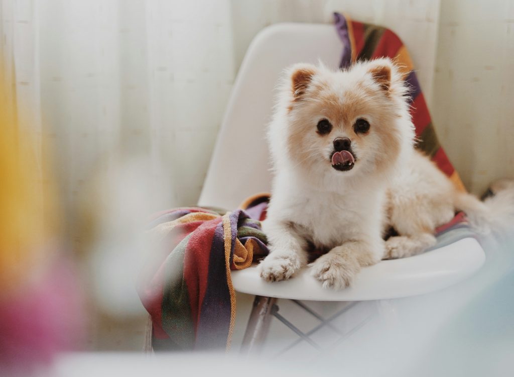 pomeranian sitting on a chair looking directly at the camera