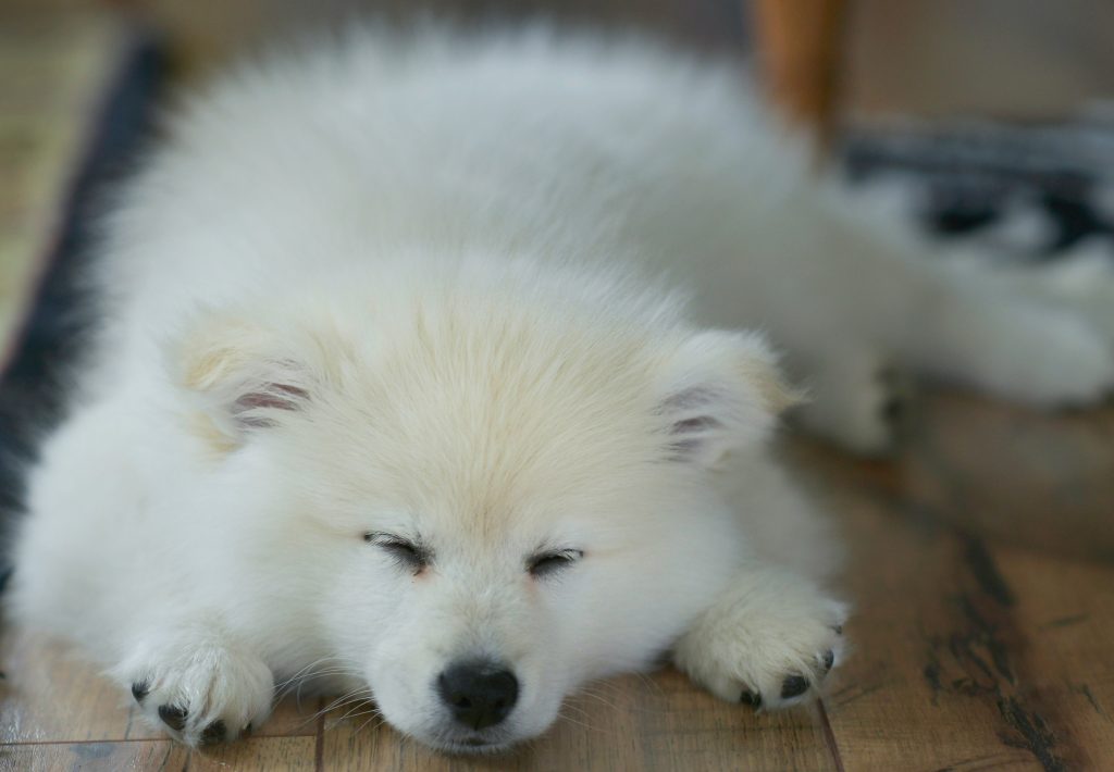 Sleeping white pomeranian