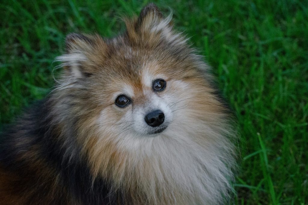 older greying pomeranian looking directly at the camera 