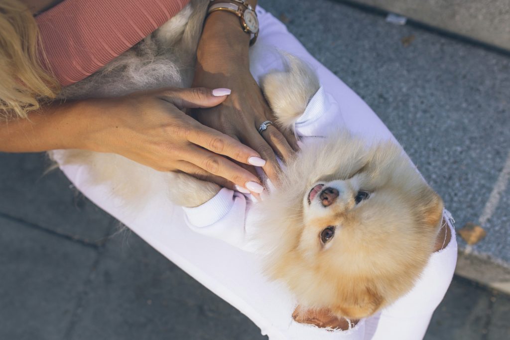 cream pomeranian laying on it's back looking at the camera while it has a belly rub