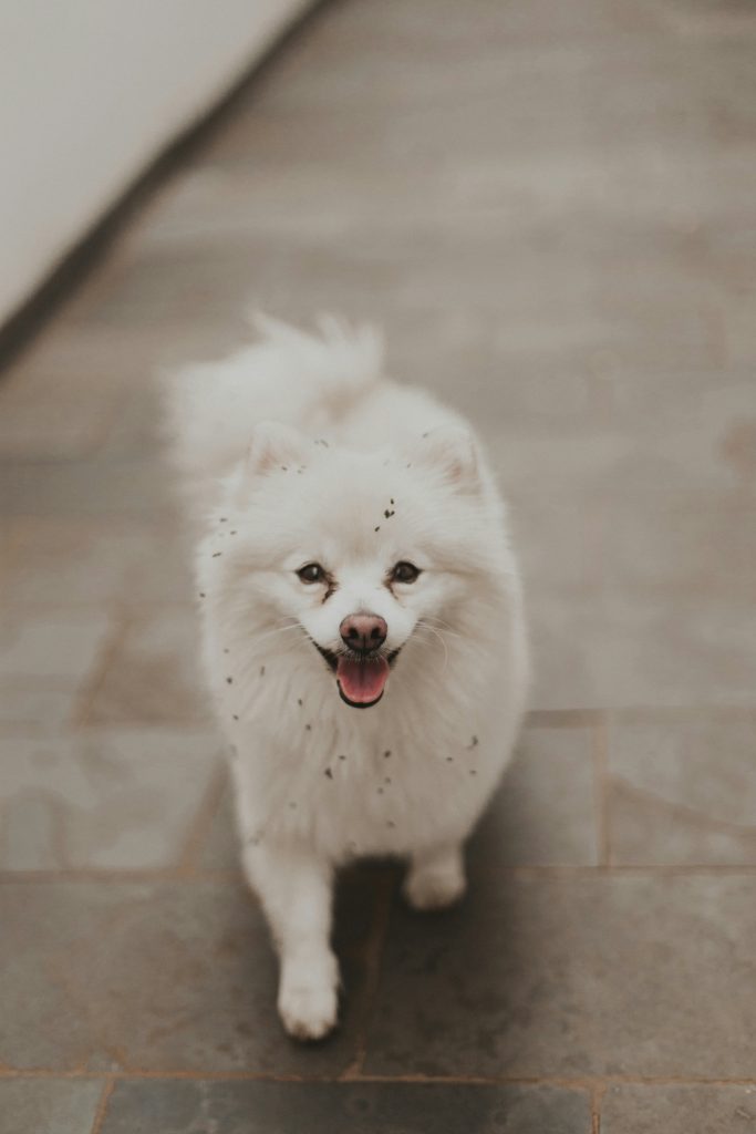 white Pomeranian dog walking towards the camera while smiling