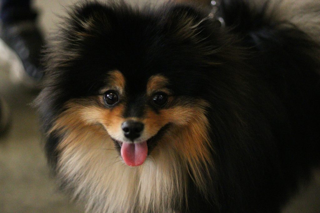 blakc, white and brown pomeranian looking directly  at the camera with it's tongue sticking out