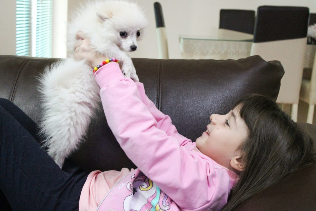 small child holding a pomeranian puppy in the air