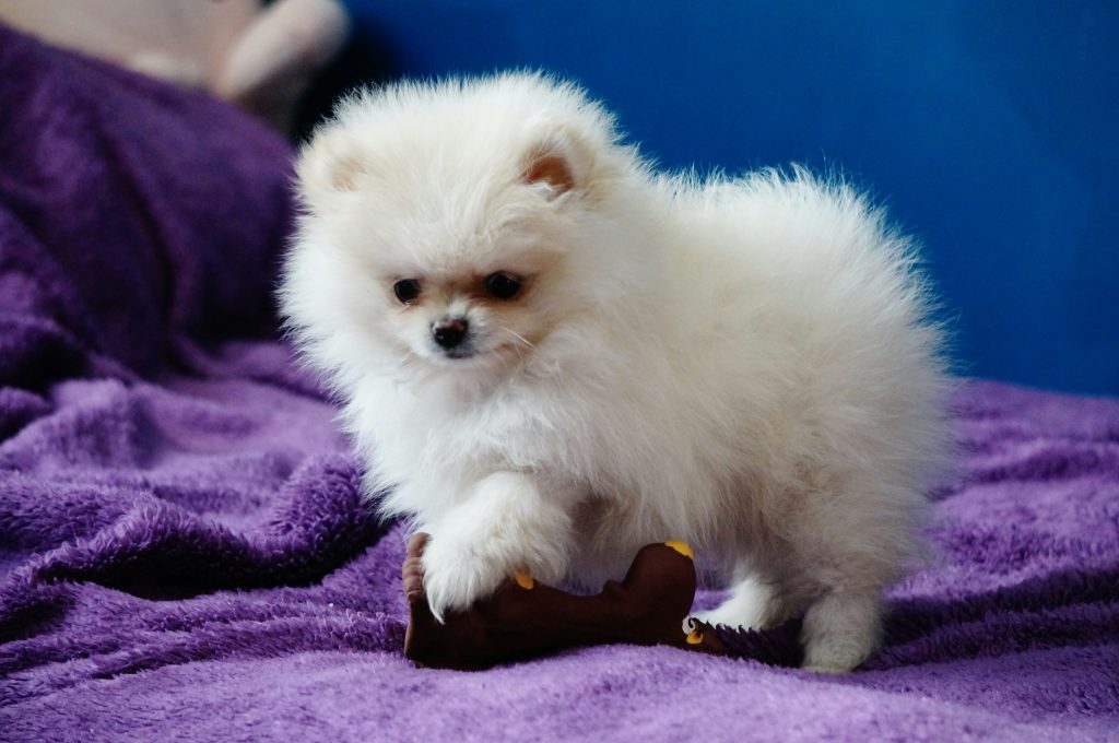 white pomeranian puppy