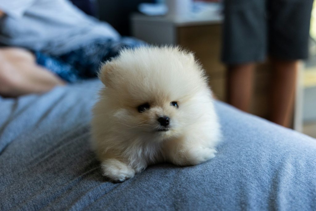 puppy training can start as early as 8 weeks as shown by this little white pomeranian puppy