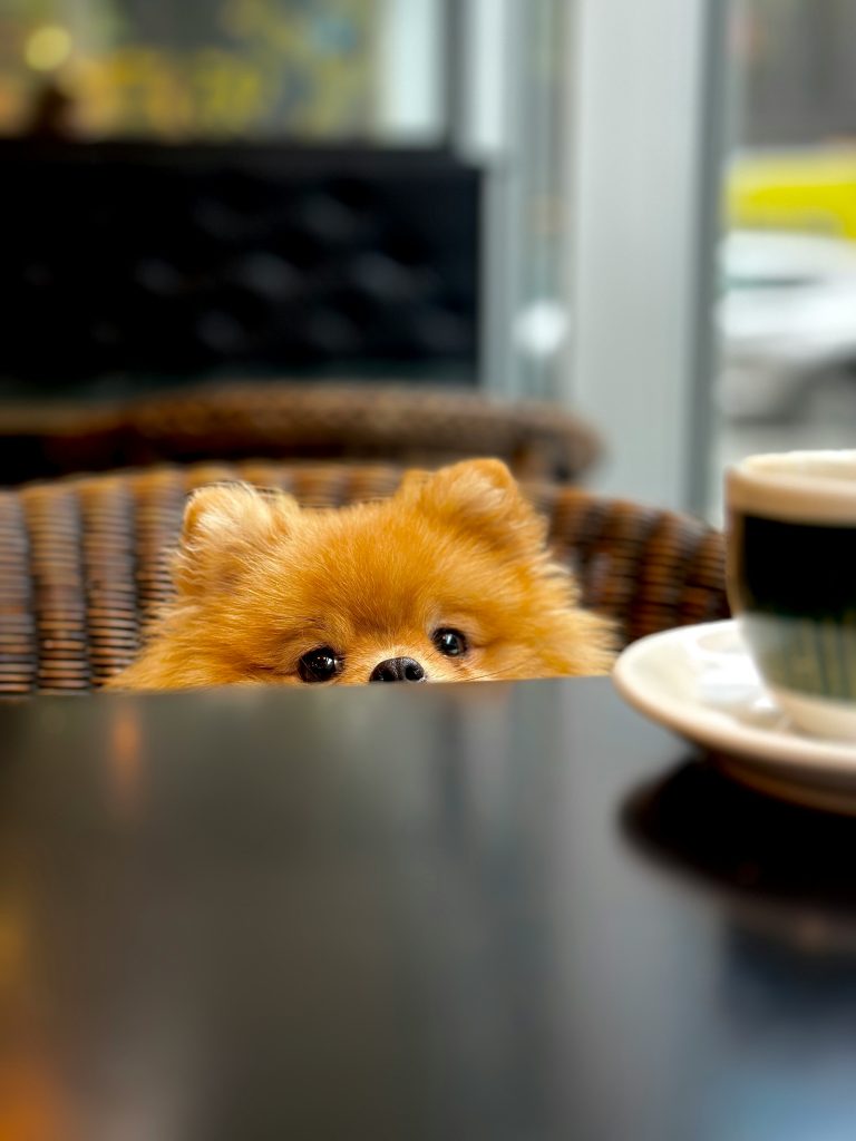 orange pomeranian dog looking directly at the camera while sitting on a chair at the table behaving well and not jumping on the table or trying to take the coffee and snacks