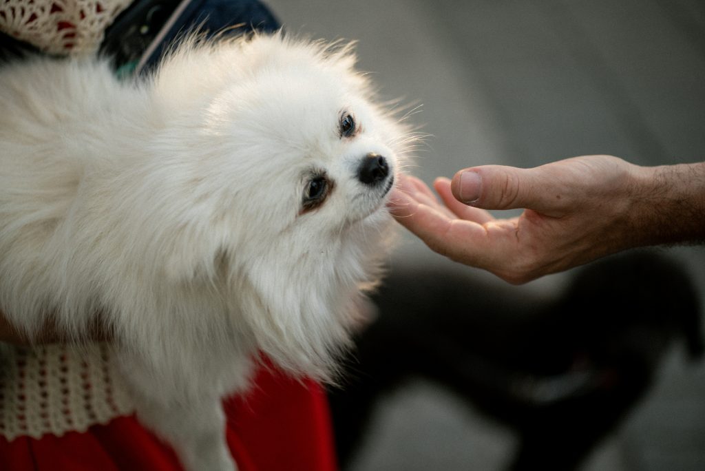 white pomeranian dog being stroked under the chin and not jumping up